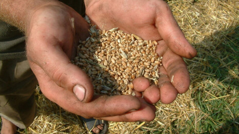 Более 150 тыс т зерна отправила на экспорт Воронежская область в 2021 году