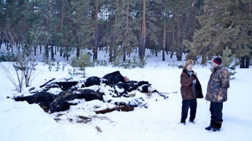 В Воронежской области полиция возбудила уголовное дело по факту падежа скота