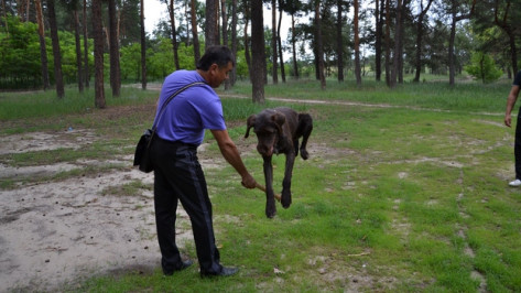 Воспитанники Павловского клуба собаководов помогают полицейским расследовать убийства