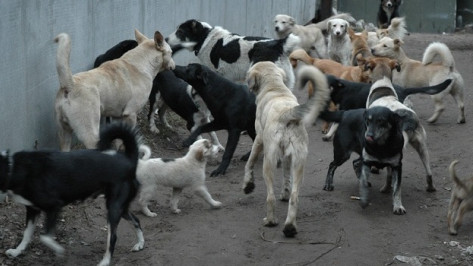 Прокуроры требуют прекратить убивать бродячих собак на улицах Воронежа 