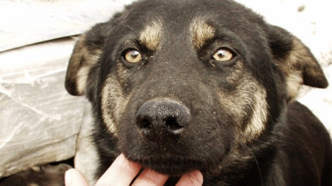 Медики Ольховатской ЦРБ оказали первую помощь бездомному псу