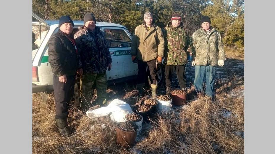 Хохольские лесоводы собрали почти тонну шишек для заготовки семян