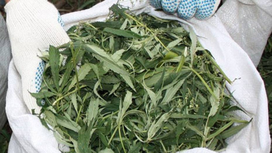 Житель Верхнехавского района ответит в суде за хранение дома более 4 кг марихуаны