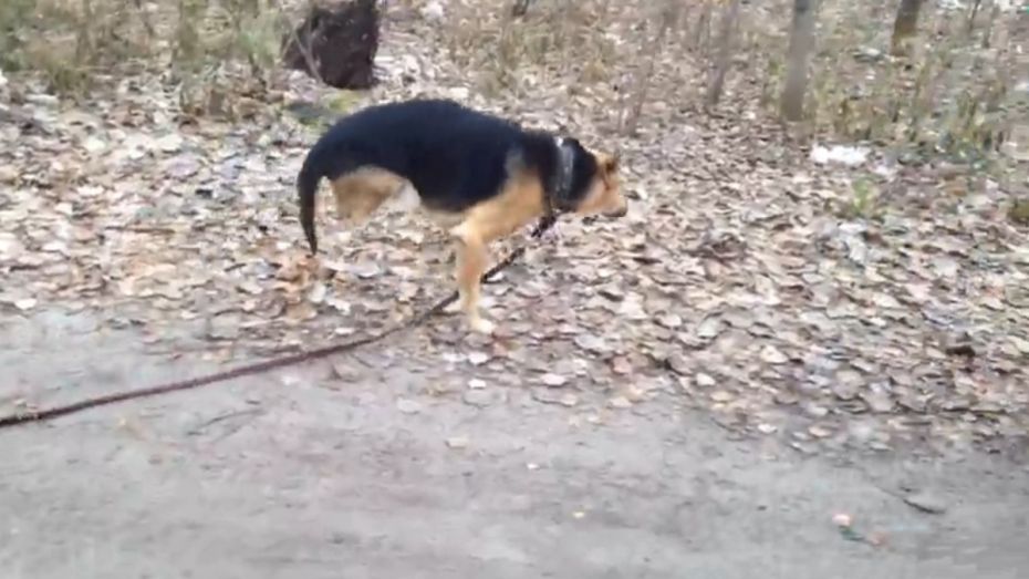 Пес из воронежского приюта научился ходить на двух лапах после ампутации