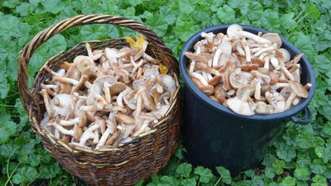 В Воронеже 3 человека отравились собранными в лесу грибами