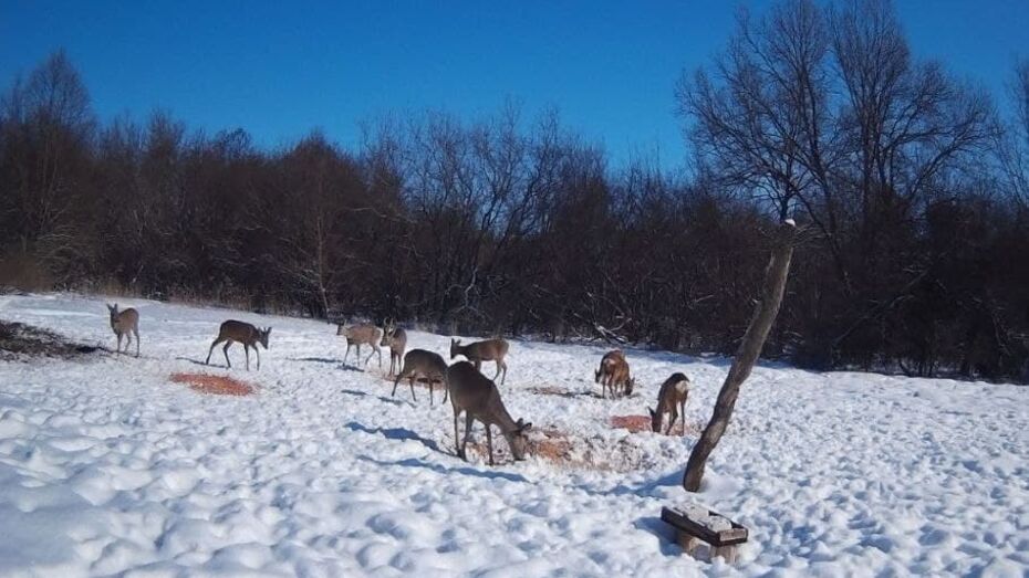 В Воронежской области откроются столовые для диких животных