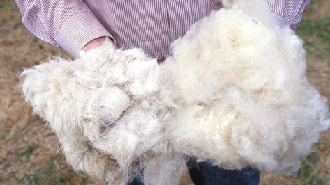 В воронежском аэропорту изъяли овечью шерсть из Армении