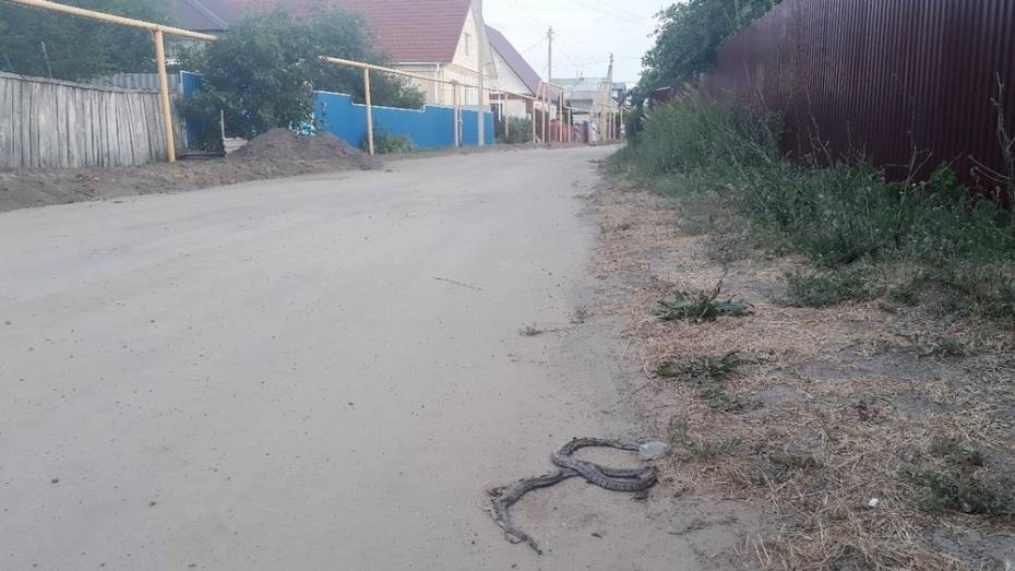 Жители Верхнемамонского района сообщили о нашествии змей