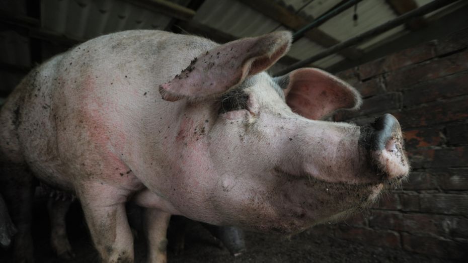 Африканскую чуму свиней в Воронежской области выявили у 11 животных