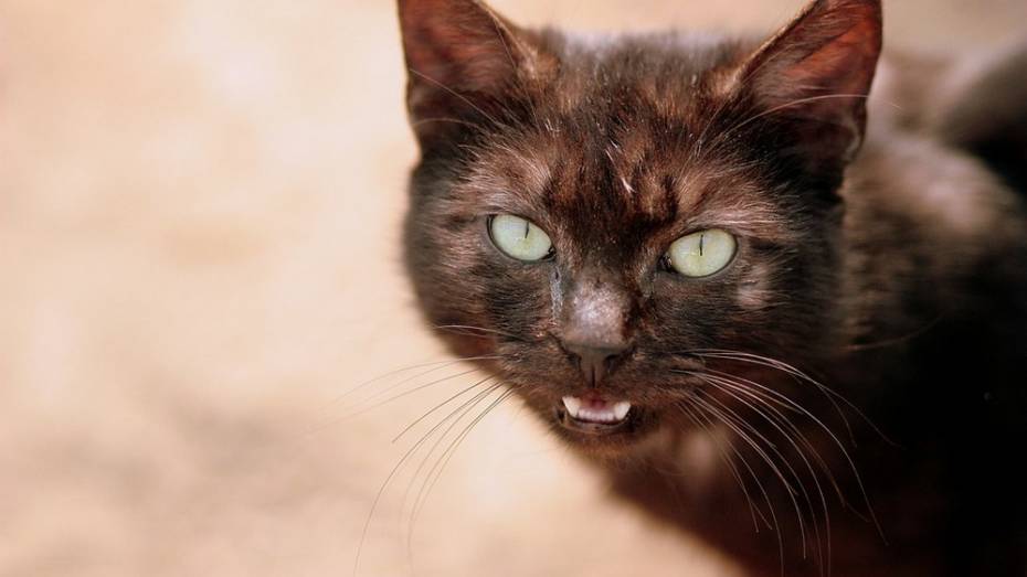 В россошанском селе объявили карантин по бешенству из-за кошки