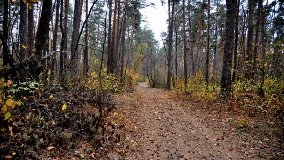  В Воронежской области высадят 259 га леса