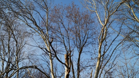 В Воронеже срубили 168 деревьев по программе «Охрана окружающей среды»