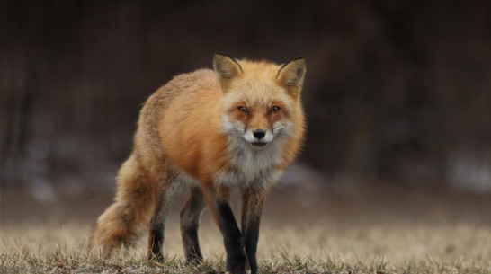 «Боимся выйти на улицу»: жители воронежского села сообщили о нашествии диких лисиц