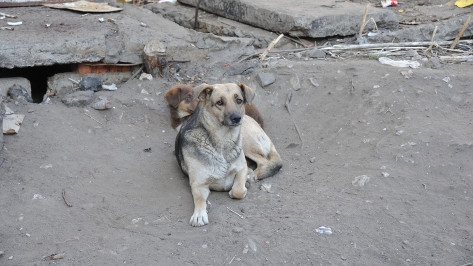 СК начал проверку после нападения бездомной собаки на ребенка в воронежском райцентре