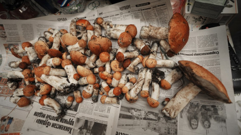 В Воронежской области 51 человек отравился грибами в 2017 году