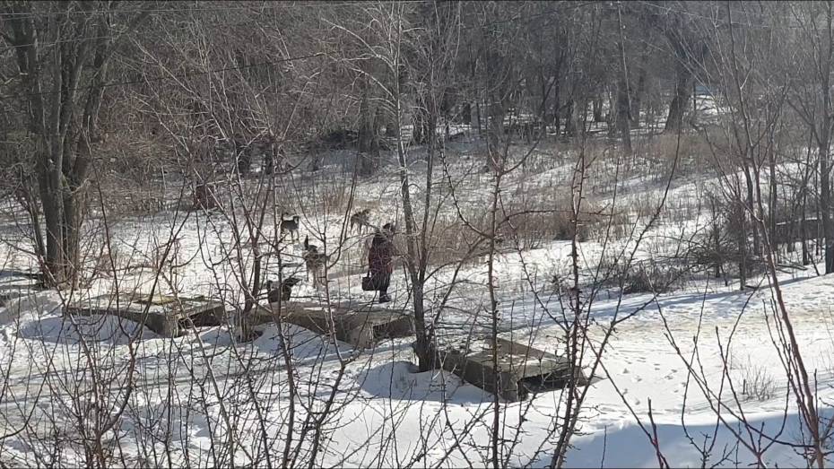СК проверит информацию о нападении бродячих собак на школьницу под Воронежем