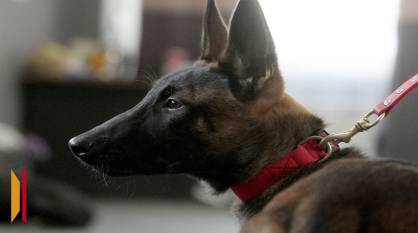 Воронежцев предупредили о фейке про налог на выгул собак