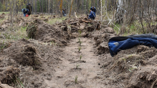Лесовосстановительные работы начались в Лискинском районе