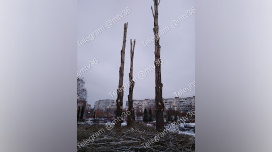 В Воронеже напротив ТРК «Арена» незаконно обрезали деревья