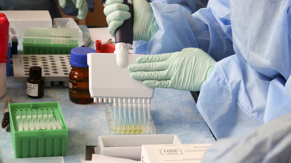 В Воронеже в 5 СНТ ввели карантин по бешенству