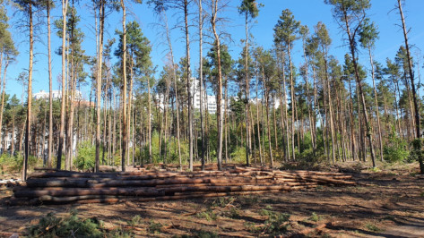 Сгорели около 2 га Северного леса в Воронеже