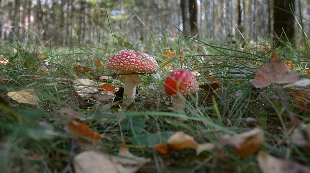 В Воронежской области 7 человек отравились грибами