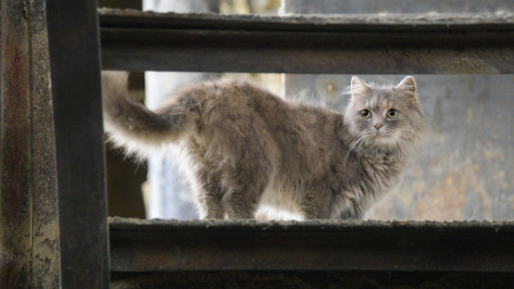 Бешенство выявили у 10 кошек в Воронежской области