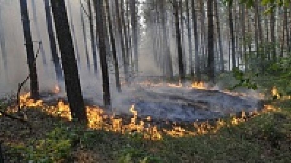 Особый противопожарный период в Воронежской области введут с 30 апреля 