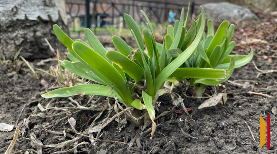 Воронежцев предупредили о раннем пробуждении клещей
