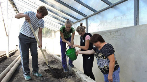 Кантемировским школьникам восстановят теплицу
