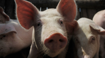 Почти 1 тыс хозяйств Воронежской области получили субсидии за отказ от свиноводства