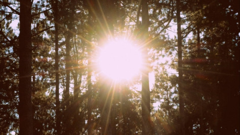 Тепло вернется в Воронеж к концу рабочей недели 