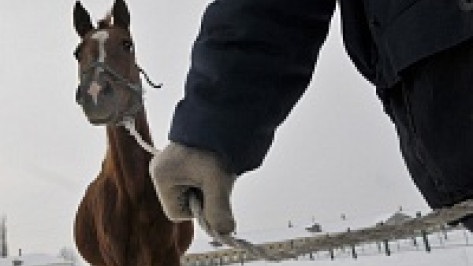 В Воронежской области полицейские ради коней прошли 15 километров 