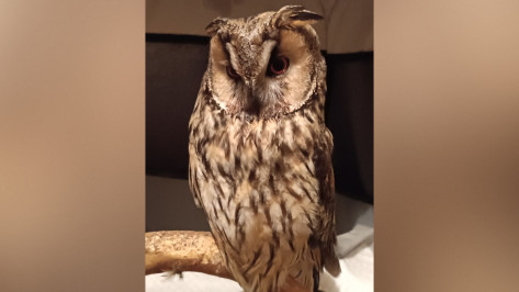 В Воронежской области волонтеры спасли сбитого машиной молодого самца ушастой совы