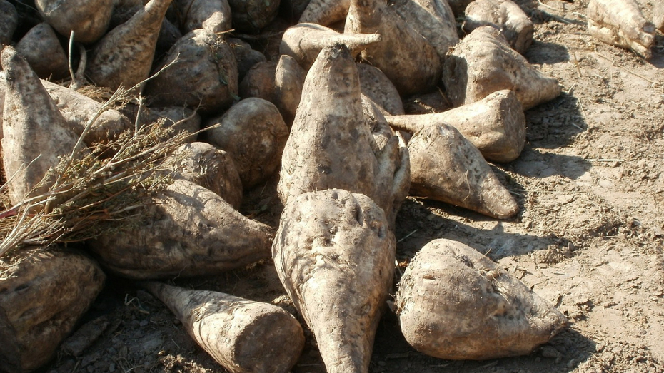 авито воронежская область семена картофеля
