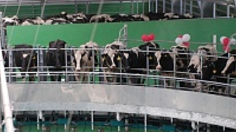 Тысяча коров приедут в крупнейший молочный комплекс Воронежской области в октябре