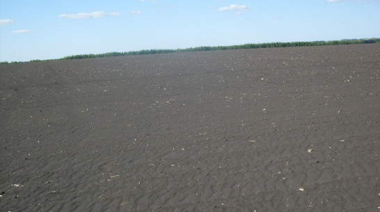 В Нижнедевицком районе от сильного ветра пострадали посевы сельхозкультур