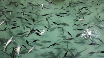 В реку Дон выпустили 390 тыс мальков стерляди в Бобровском районе Воронежской области