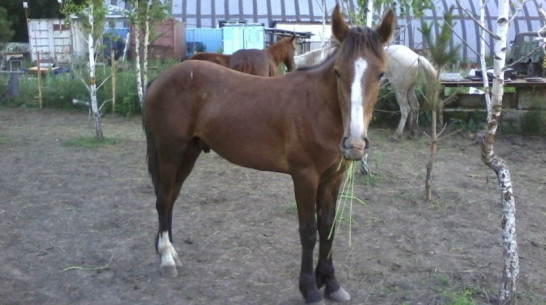 Жительница Воронежа собирает деньги, чтобы спасти жизнь жеребенку
