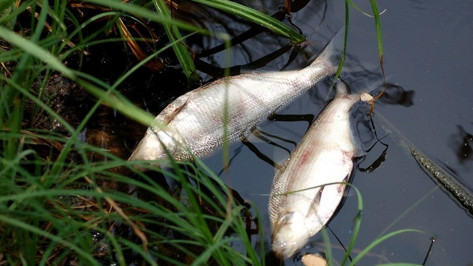 В Терновском районе после аварии на аммиакопроводе погибла рыба в реке Сухой Карачан