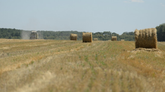 Воронежские аграрии получили около 6 млрд рублей господдержки в 2017 году