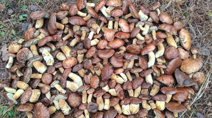 Воронежцы собирают урожай грибов в декабре