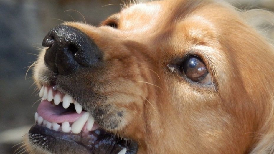 В Семилуках хозяйка покусавшей пенсионерку собаки заплатит 15 тыс рублей компенсации