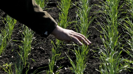 Двенадцати районам Воронежской области угрожает засуха