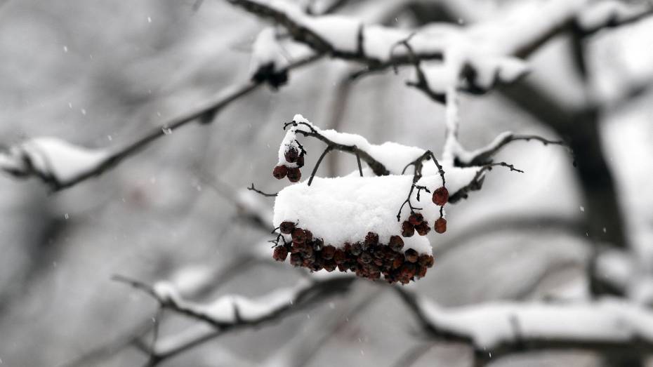 Мокрый снег и потепление ожидаются в Воронеже в начале рабочей недели