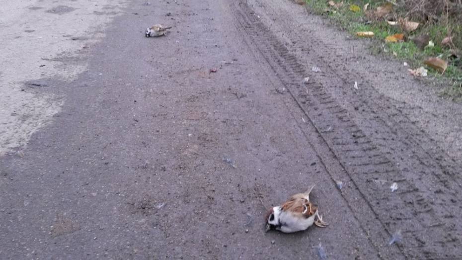 В поселке Хохольский на одной из улиц жители обнаружили 18 мертвых воробьев