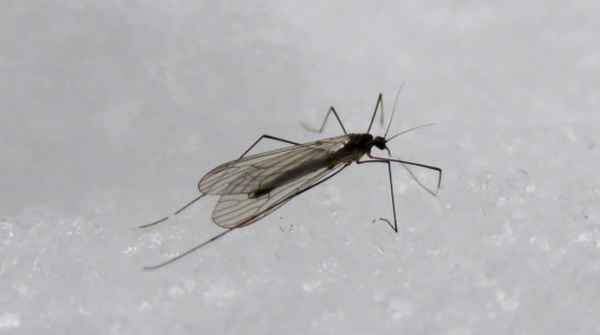 В Хоперском заповеднике в январе появились комары