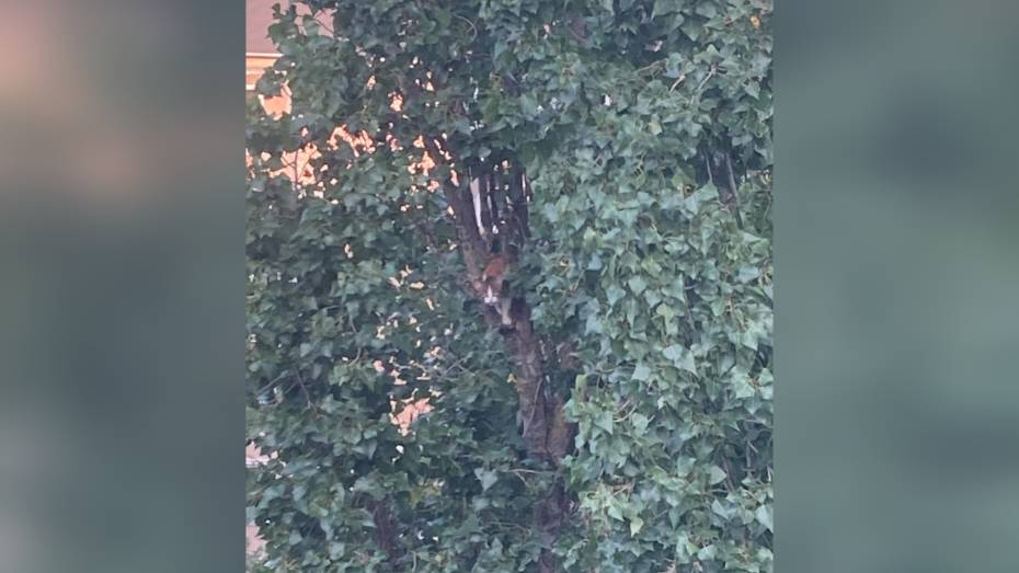 Воронежцы спасают кота, застрявшего на дереве на высоте 9 этажа