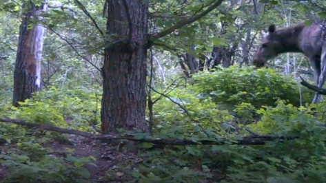 В Воронежской области сотрудники заповедника опубликовали видео завтрака лосихи