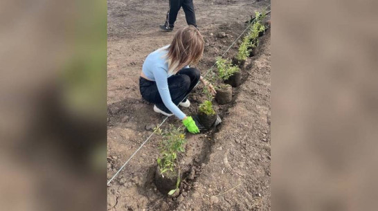 В верхнехавском селе Углянец создали школьный экодвор